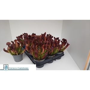 SARRACENIA OV