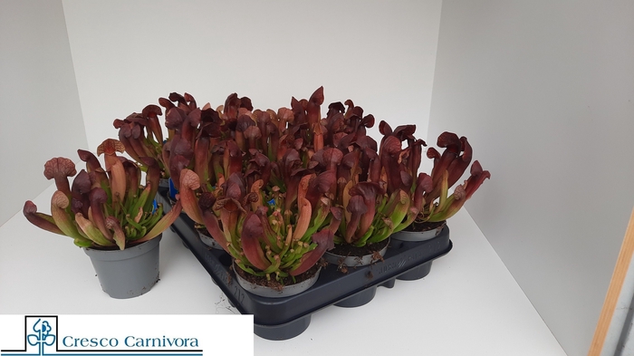 <h4>SARRACENIA OV</h4>