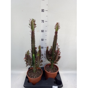 Euphorbia trigona 'Rubra'