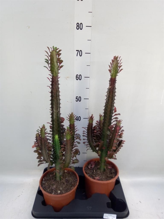 <h4>Euphorbia trigona 'Rubra'</h4>