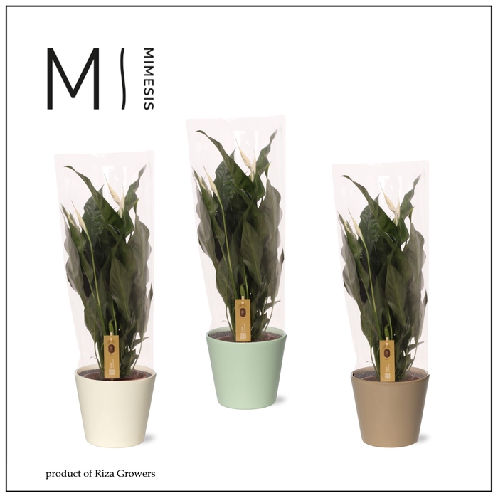 <h4>Spathiphyllum Sweet Curiosa - 13cm in Amanda | Mimesis</h4>
