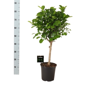 Ficus microcarpa 'Moclame'