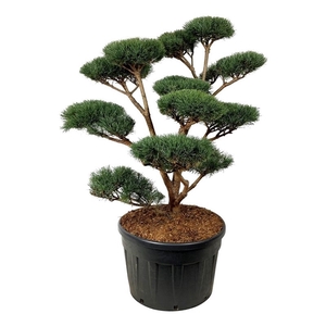 Pinus sylv. 'Watereri'