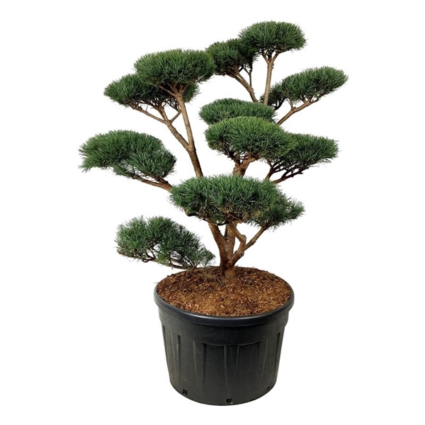 <h4>Pinus sylv. 'Watereri'</h4>