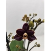 Phalaenopsis overig