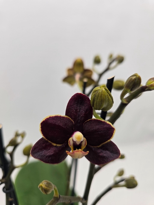 Phalaenopsis overig