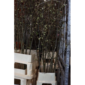 Chaenomeles Jap Salmon Pink 160 180cm