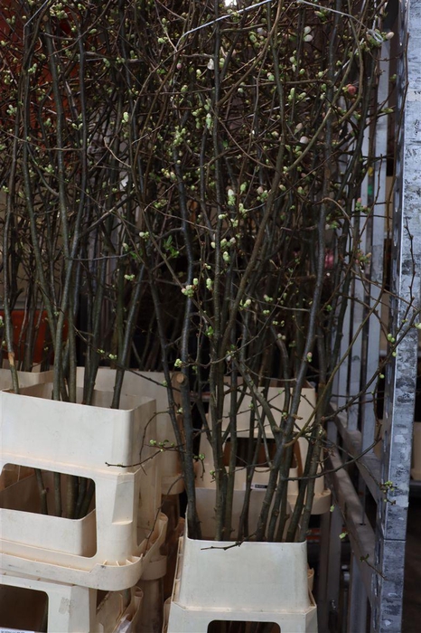 <h4>Chaenomeles Jap Salmon Pink 160 180cm</h4>