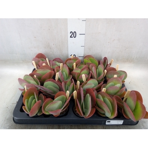 Kalanchoe NF thyrsiflora