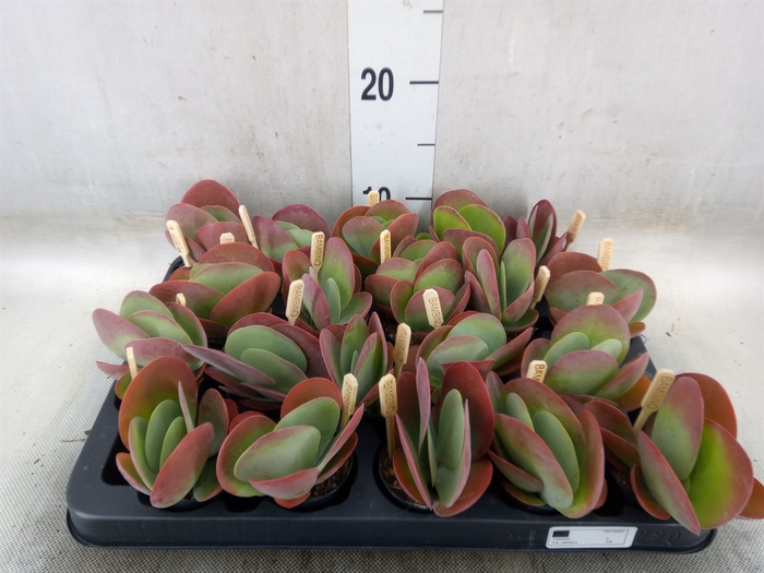 <h4>Kalanchoe NF thyrsiflora</h4>