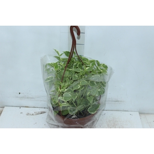 PEPEROMIA SCANDENS C21