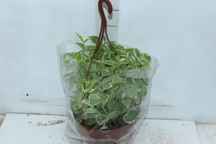 PEPEROMIA SCANDENS C21