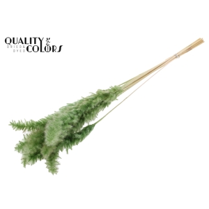 Fluffy Pampas 10pc/bunch Bleached Olive