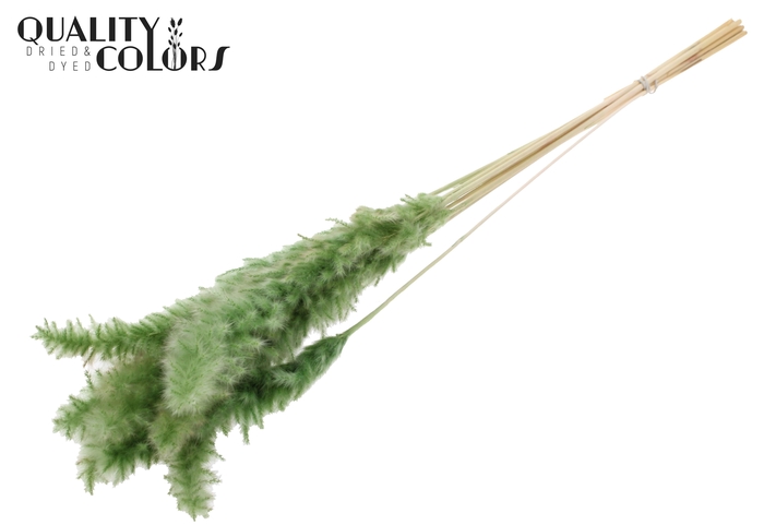 Fluffy Pampas 10pc/bunch Bleached Olive