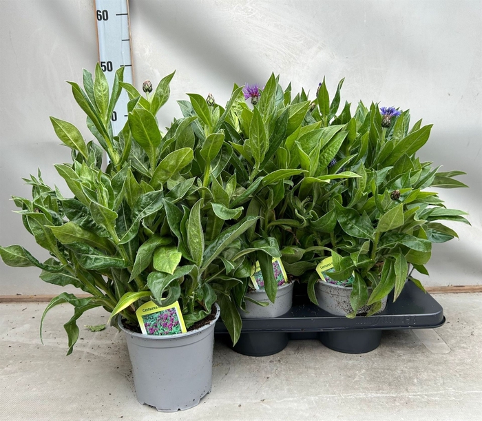 <h4>Centaurea   ...</h4>
