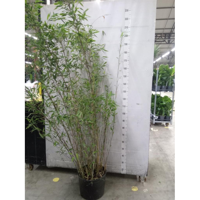 <h4>Fargesia  'Viking'</h4>