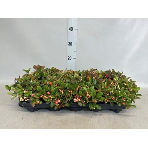 Gaultheria proc.