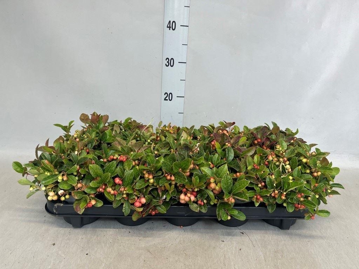 Gaultheria proc.