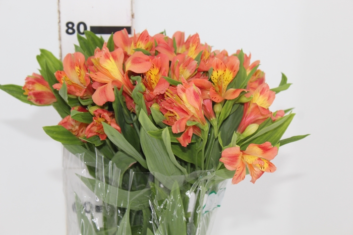 <h4>ALSTROEMERIA TROPICANA 080 CM</h4>