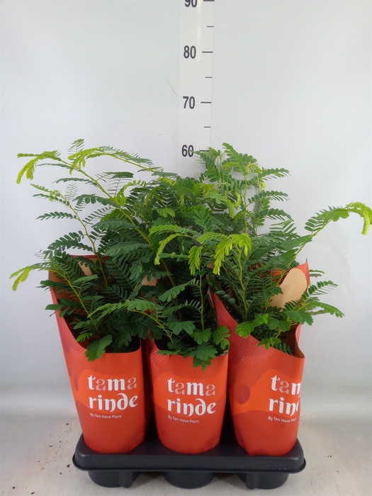 <h4>Tamarindus indica</h4>