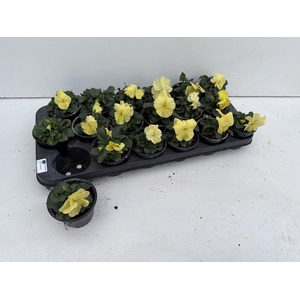 VIO WI DEL PUR LEMON