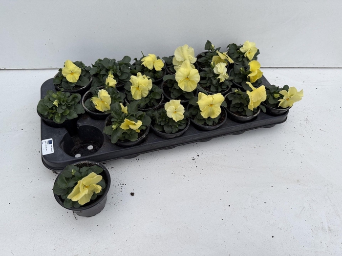 <h4>VIO WI DEL PUR LEMON</h4>