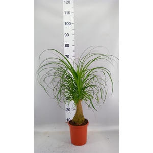 Beaucarnea recurvata