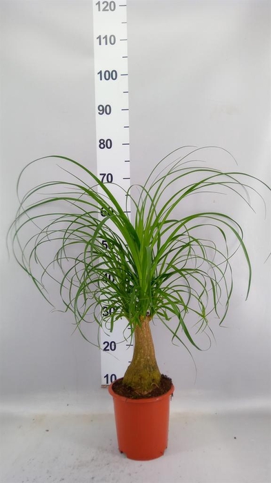 <h4>Beaucarnea recurvata</h4>