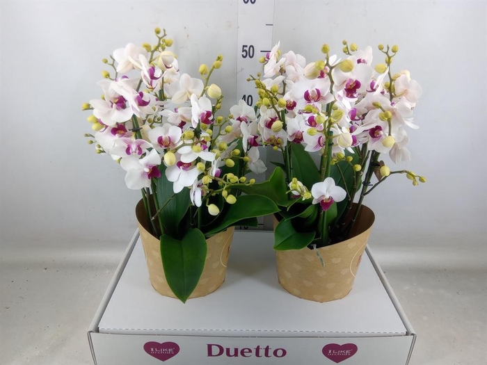 <h4>Phalaenopsis multi. 'FC Safe Haven'</h4>