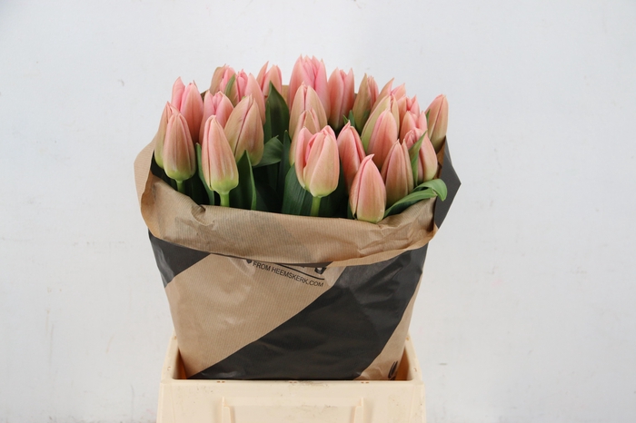 TU EN SALMON DESSERT