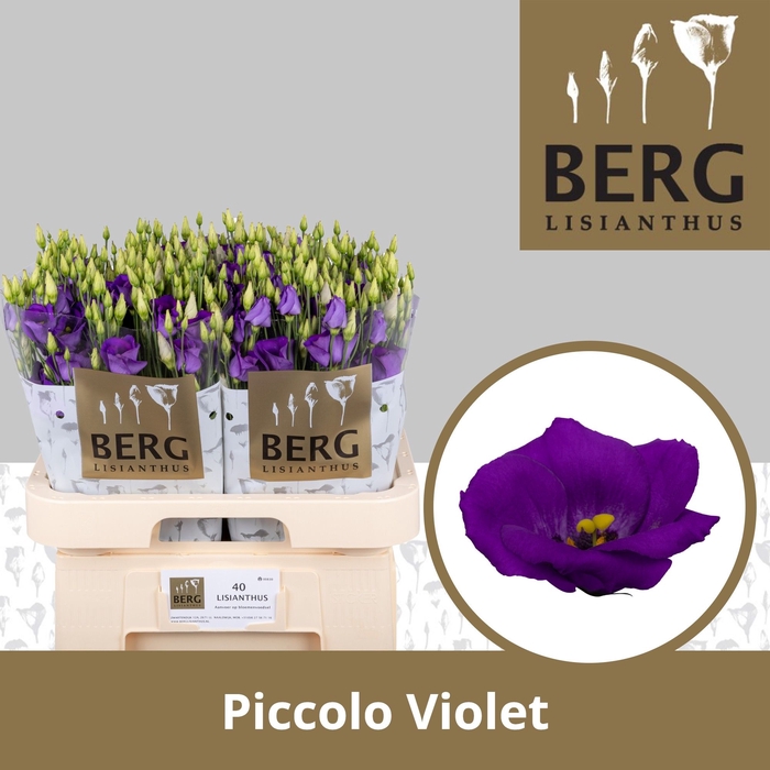 <h4>Eus E Picco Violet</h4>