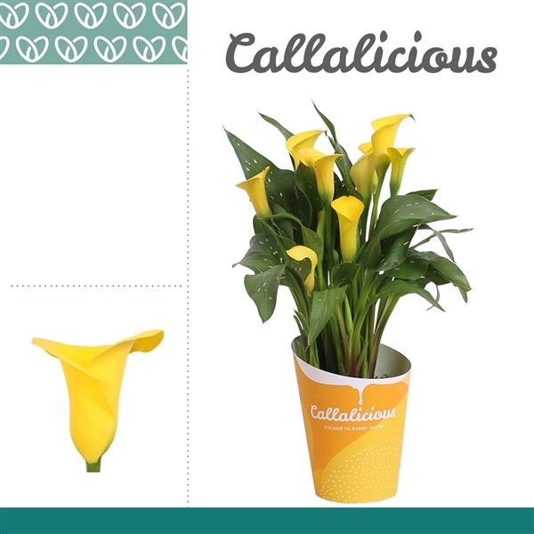 <h4>Zantedeschia Geel in Potcover ton-sur-ton</h4>