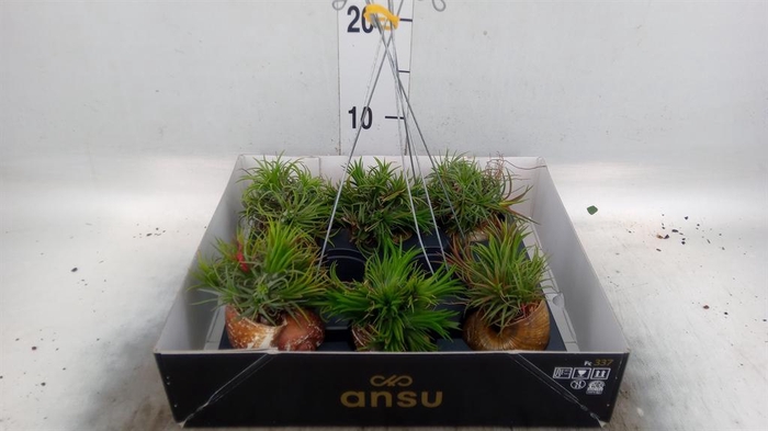 <h4>Tillandsia</h4>
