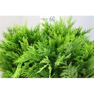 DEC Conifeer Zak Geel