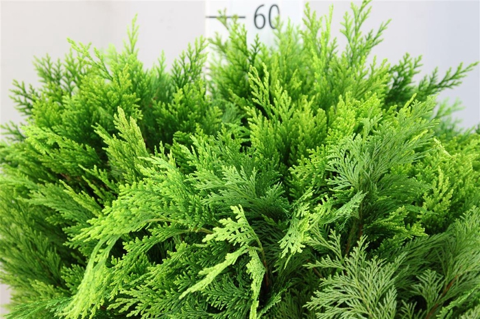 <h4>DEC Conifeer Zak Geel</h4>