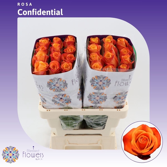 <h4>Rosa gr Confidential</h4>