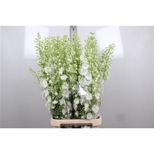 Delph Du Centu White