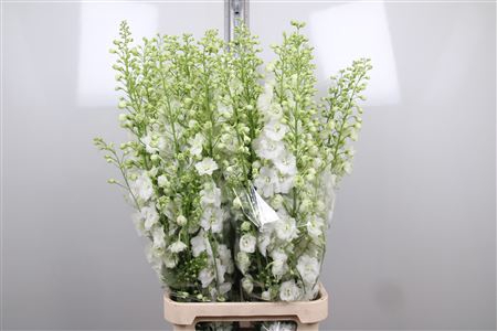 <h4>Delph Du Centu White</h4>