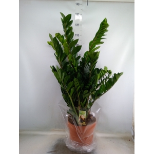Zamioculcas zamiifolia