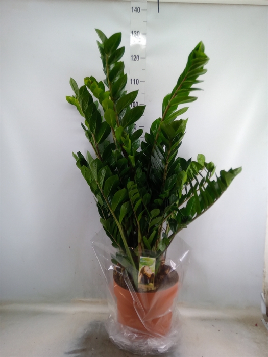 <h4>Zamioculcas zamiifolia</h4>