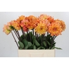 Dahlia Graceland