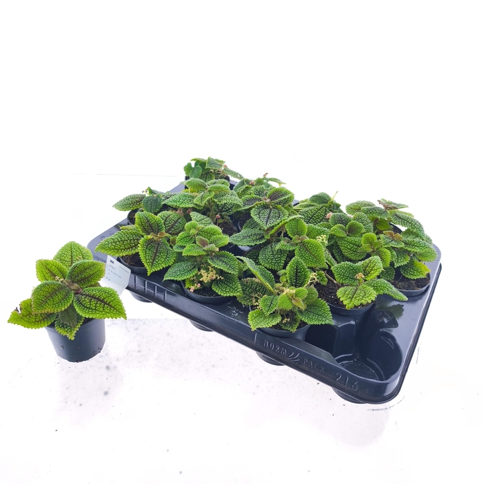 <h4>PILEA MO MOON VALLEY</h4>