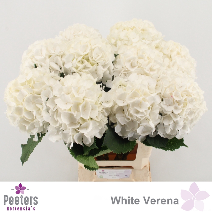 <h4>HYDR M CH WHI VERENA</h4>