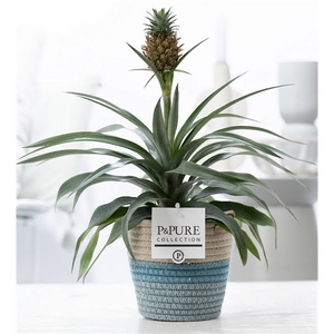 Ananas Rosita in P&PURE Fashionpot Valerie