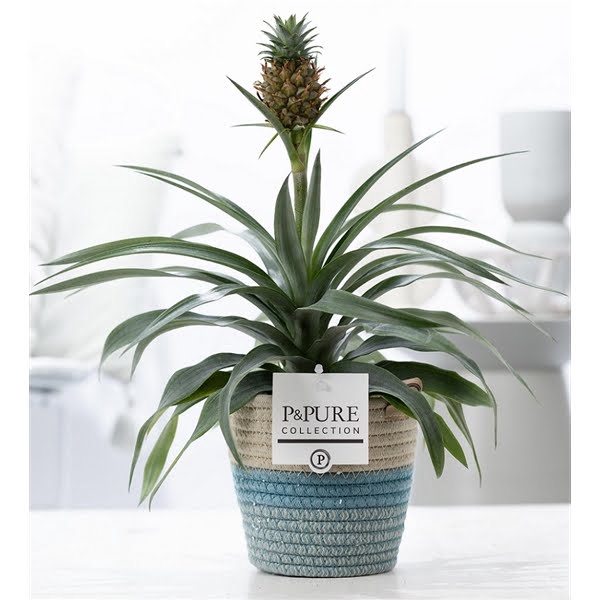 <h4>Ananas Rosita in P&PURE Fashionpot Valerie</h4>