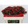Hypericum True Romance Spray