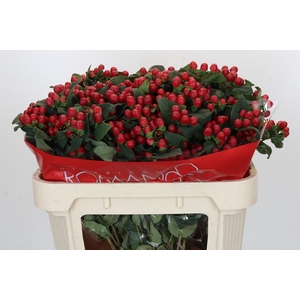 Hypericum True Romance Spray