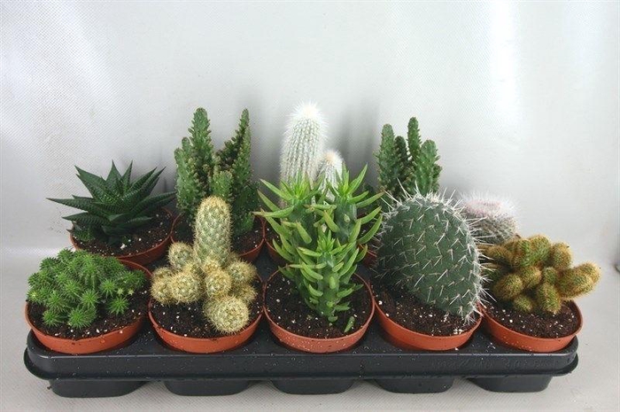 119 Cactus mix 12 cm