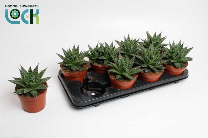 <h4>Aloe Aristata Special</h4>