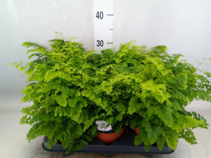 <h4>Adiantum raddi. 'Fritz-Luthi'</h4>